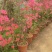 映山红信阳董家河陈家苗圃诚信经营常年出售各规格苗木