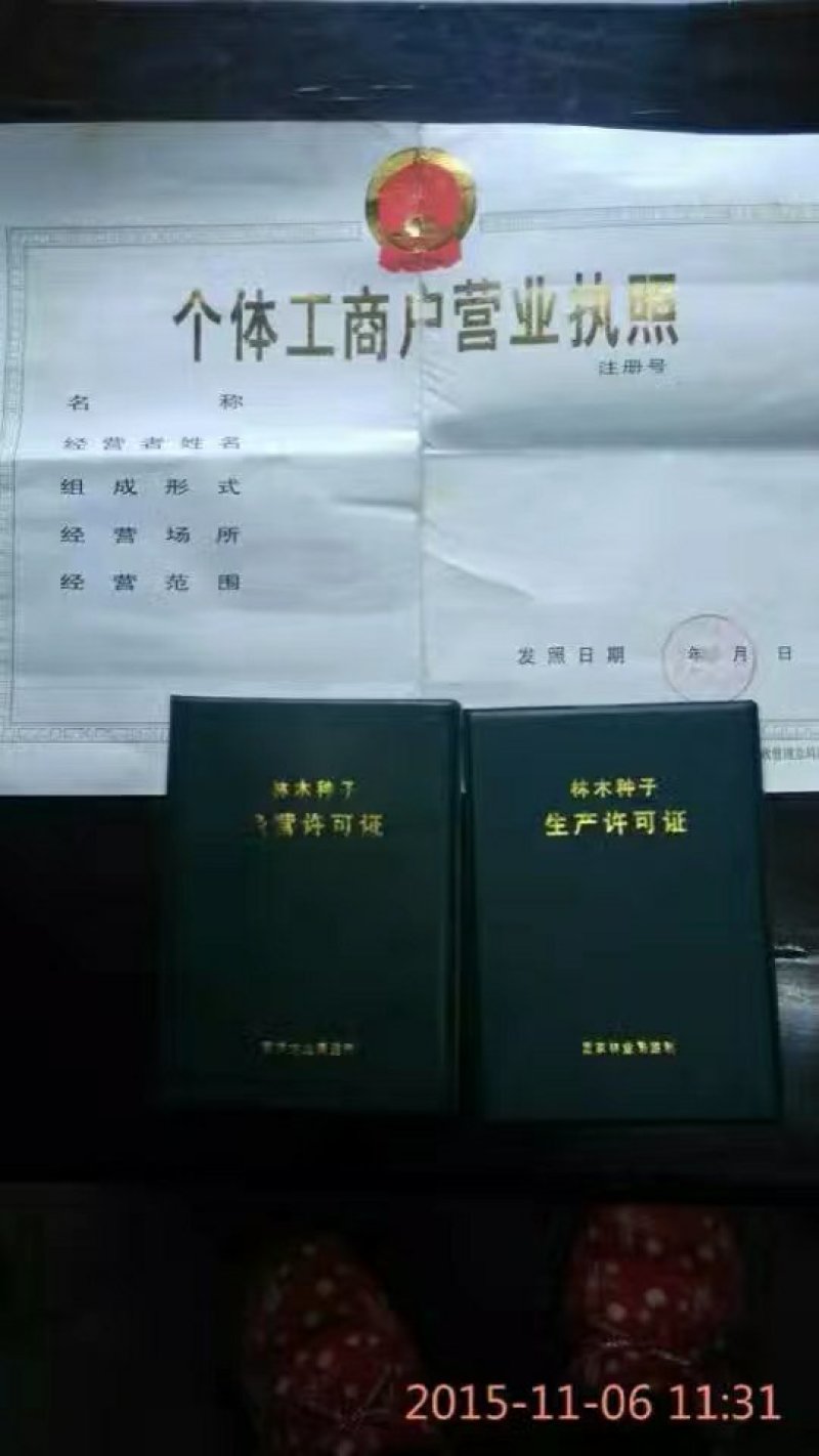 映山红信阳董家河陈家苗圃诚信经营常年出售各规格苗木