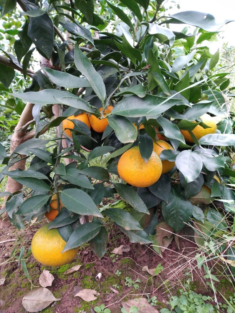 爱媛38#62#苗陆地苗健康苗提供种植管理技术