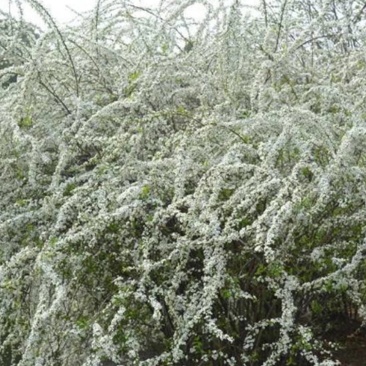 珍珠梅白发如雪耐寒成活率高欢迎选苗成活率高