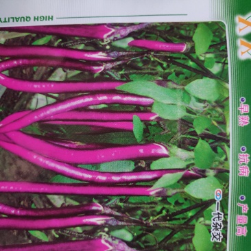 茄子种子(红兴F1)