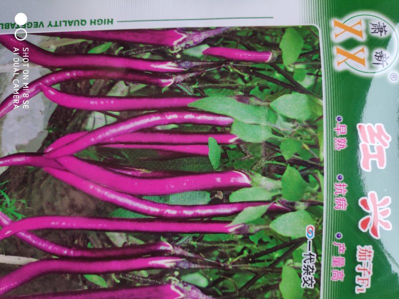 茄子种子(红兴F1)