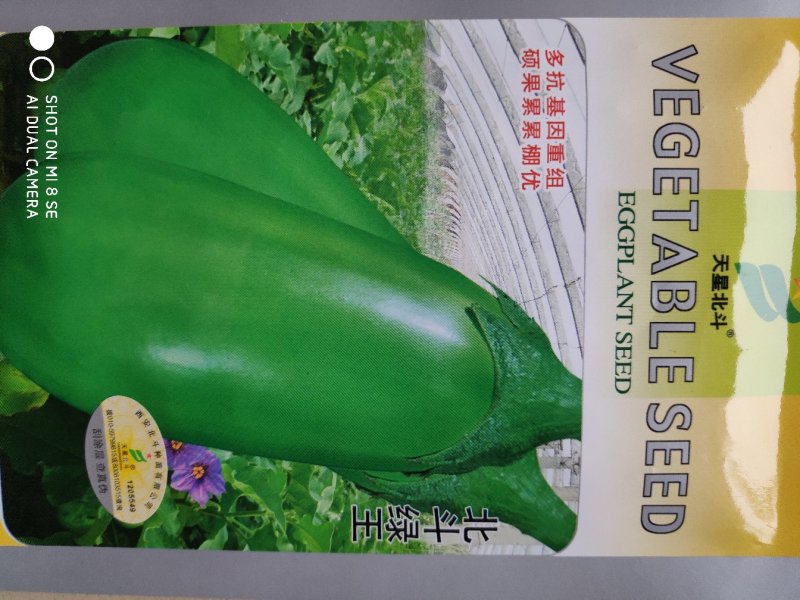 茄子种子(北斗绿王)