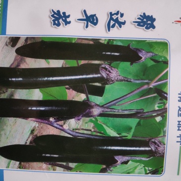 茄子种子(帮达早茄)