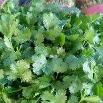 大叶香菜和菠菜