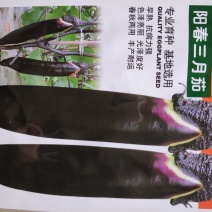 茄子种子(阳春三月)