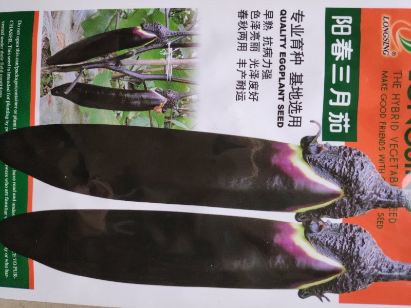 茄子种子(阳春三月)
