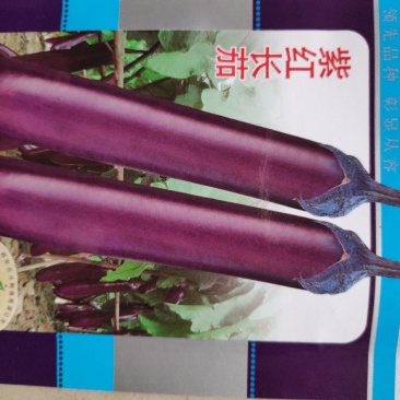 茄子种子(紫红长茄)