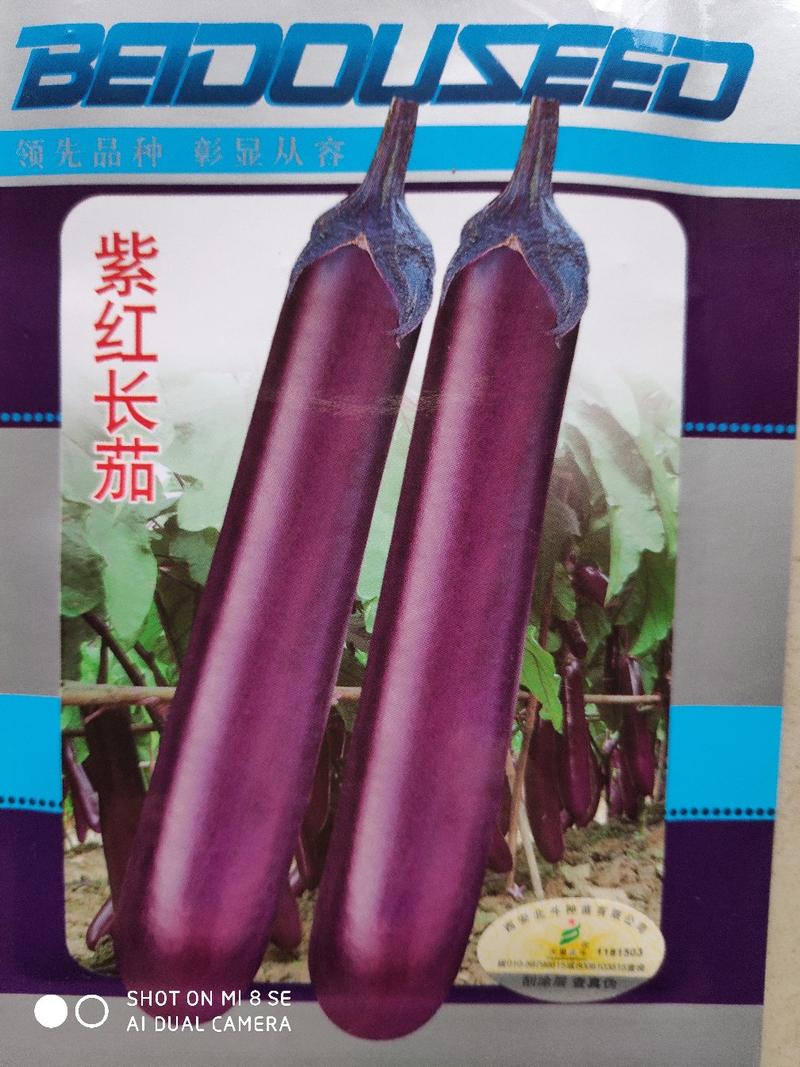茄子种子(紫红长茄)