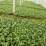 大花飞燕草绿化苗木量大从优