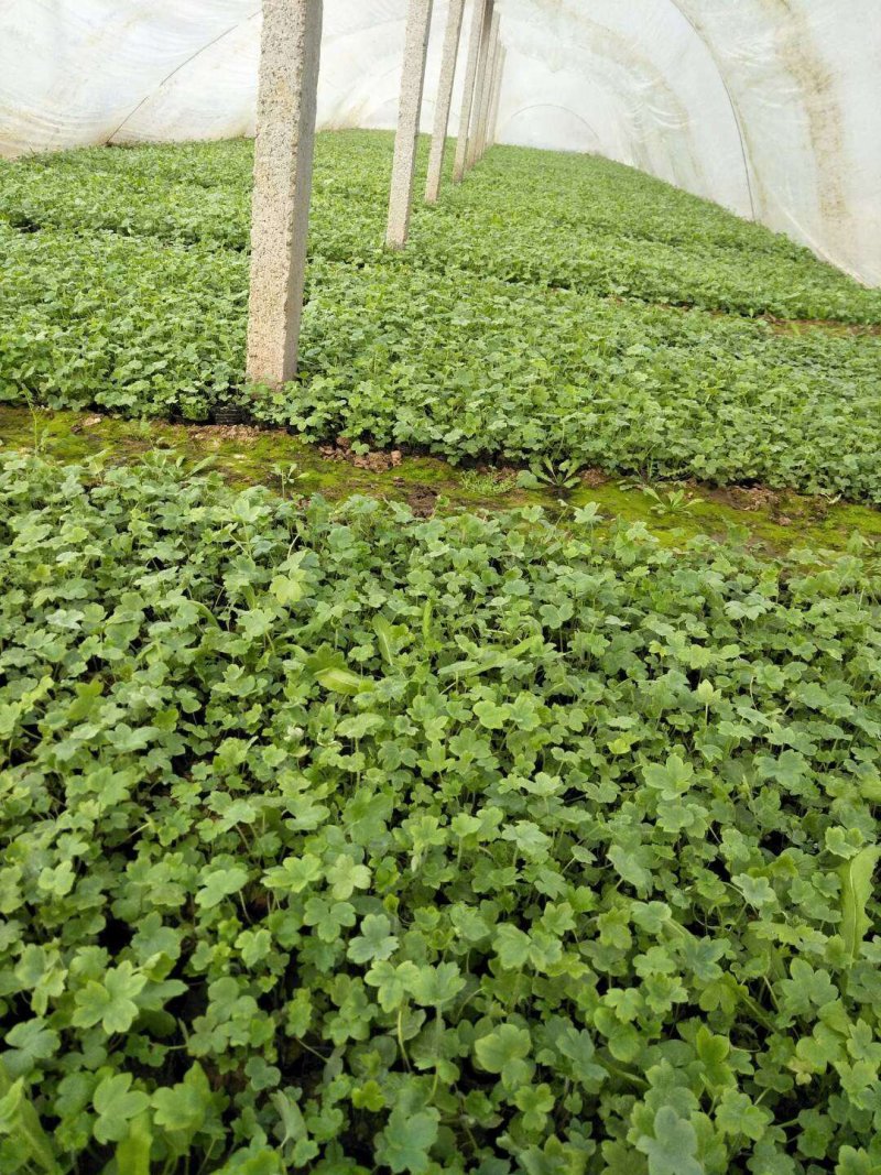 大花飞燕草绿化苗木量大从优