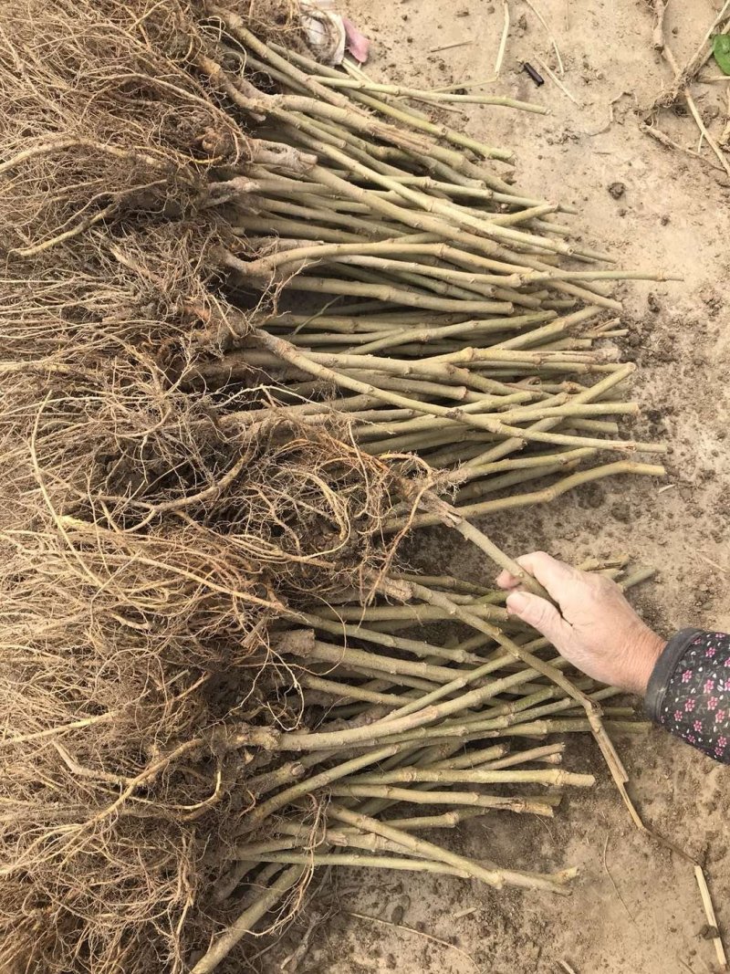 基地直销台湾长果桑苗，无籽大十果桑苗，提供种植技术