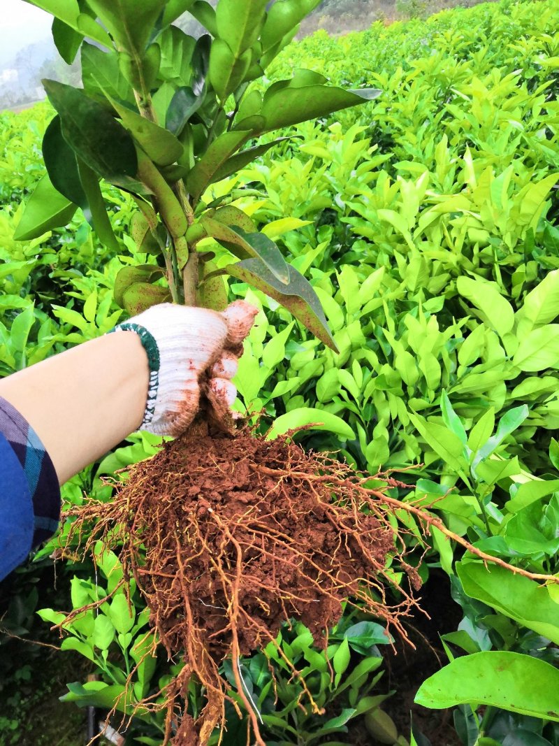 红心蜜柚苗海南红肉柚苗台湾血柚苗带土球基地直供量大优惠