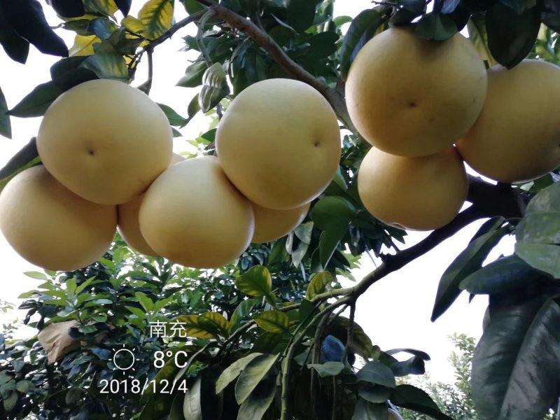红心蜜柚苗海南红肉柚苗台湾血柚苗带土球基地直供量大优惠