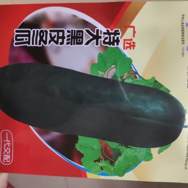 冬瓜种子(特大黑皮冬瓜)