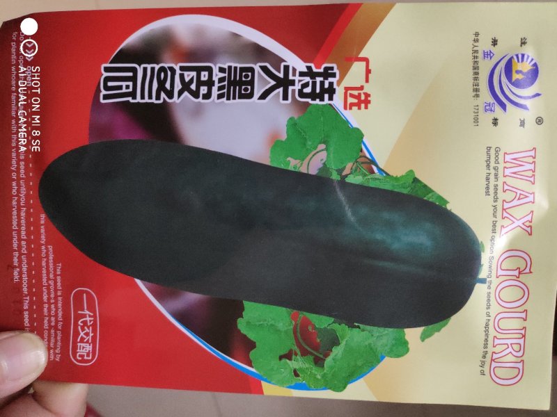 冬瓜种子(特大黑皮冬瓜)