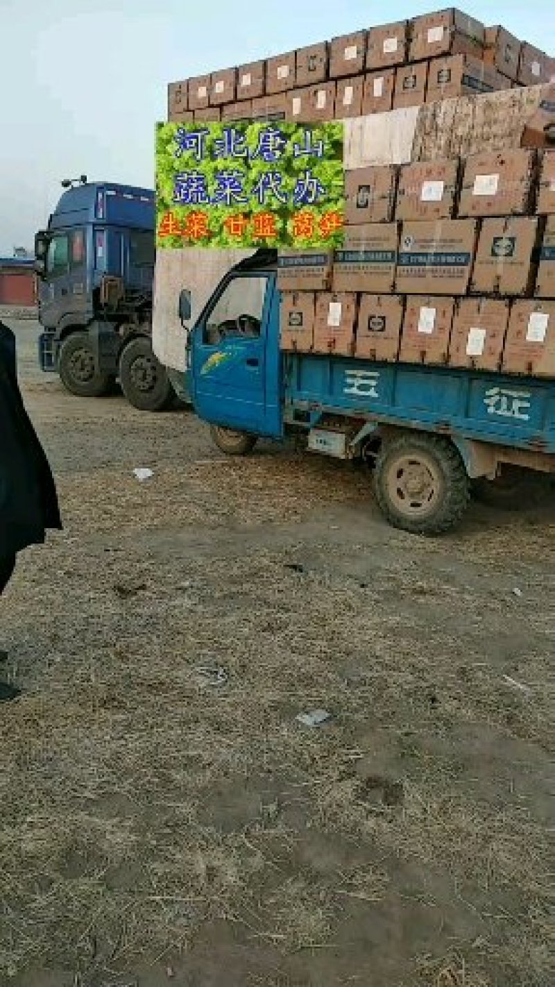 唐山滦南姚王庄散叶生菜