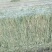 燕麦草含糖量高欢迎大家采购