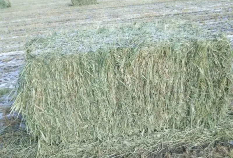 燕麦草含糖量高欢迎大家采购
