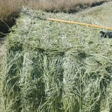 燕麦草含糖量高欢迎大家采购
