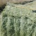 燕麦草含糖量高欢迎大家采购