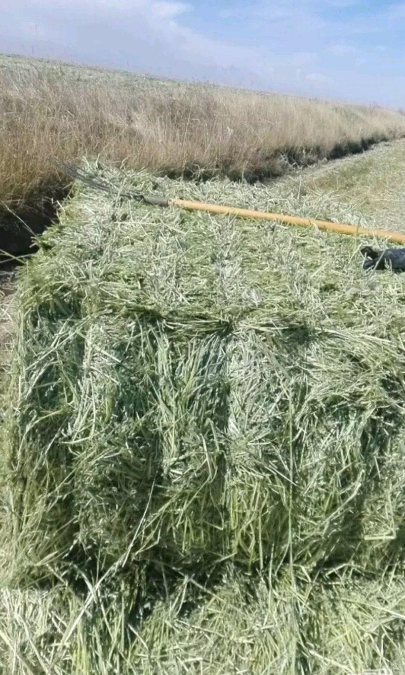 燕麦草含糖量高欢迎大家采购