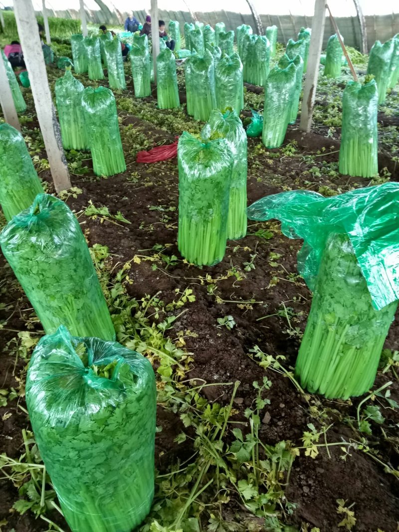 美国西芹细棵芹菜上市了，65公分左右，杆亮叶绿鲜明，