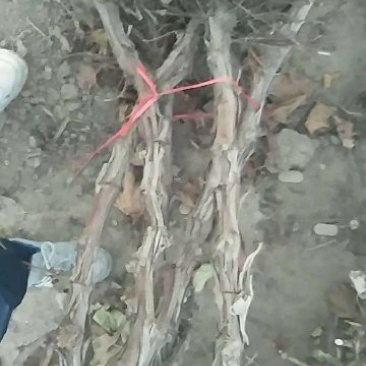 占地葡萄树