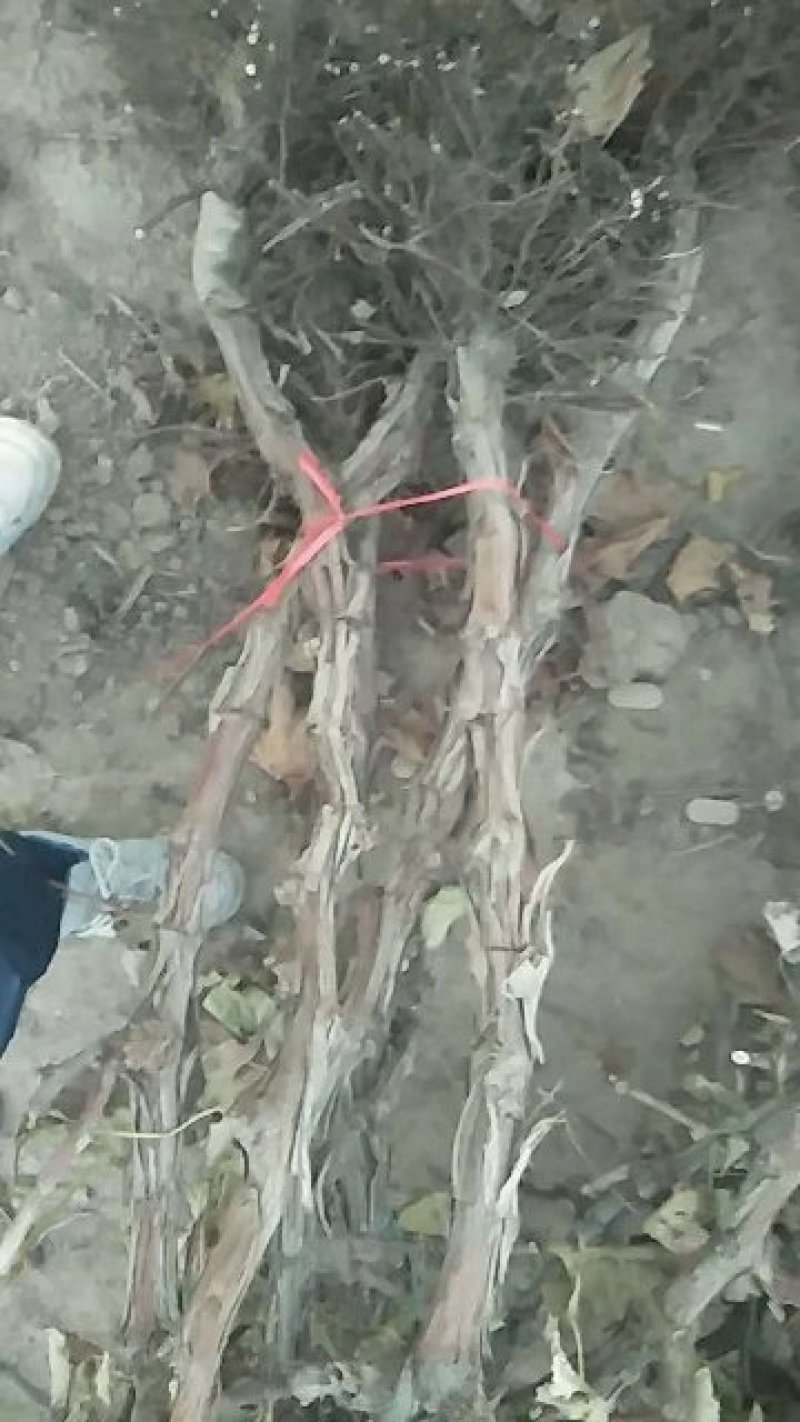 占地葡萄树