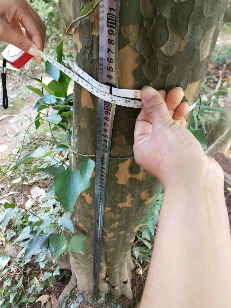 木瓜树