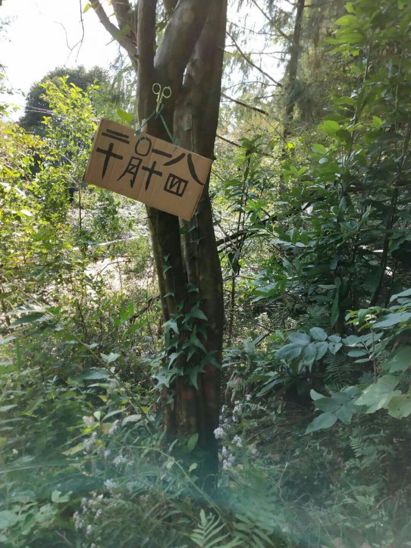 木瓜树