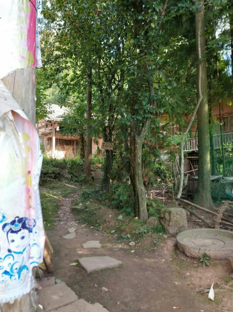 木瓜树
