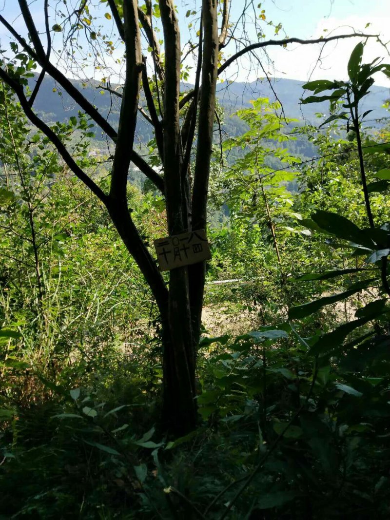 木瓜树