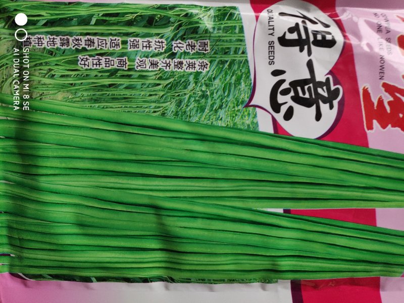 豆角种子(得意油青豆角)