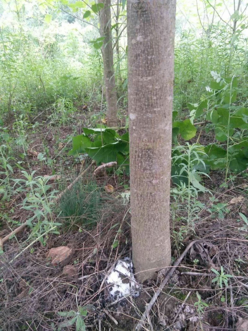 泡桐树
