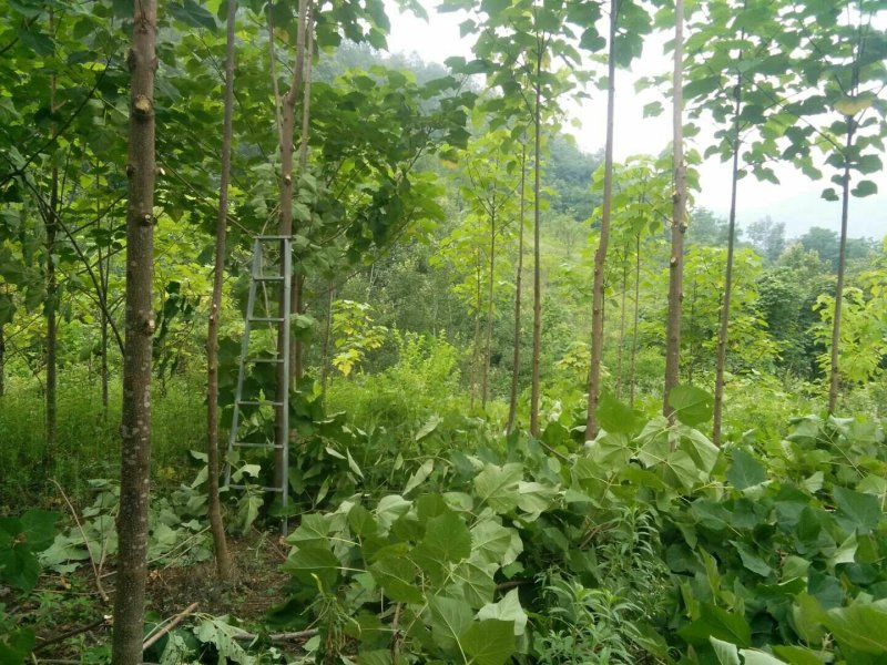 泡桐树