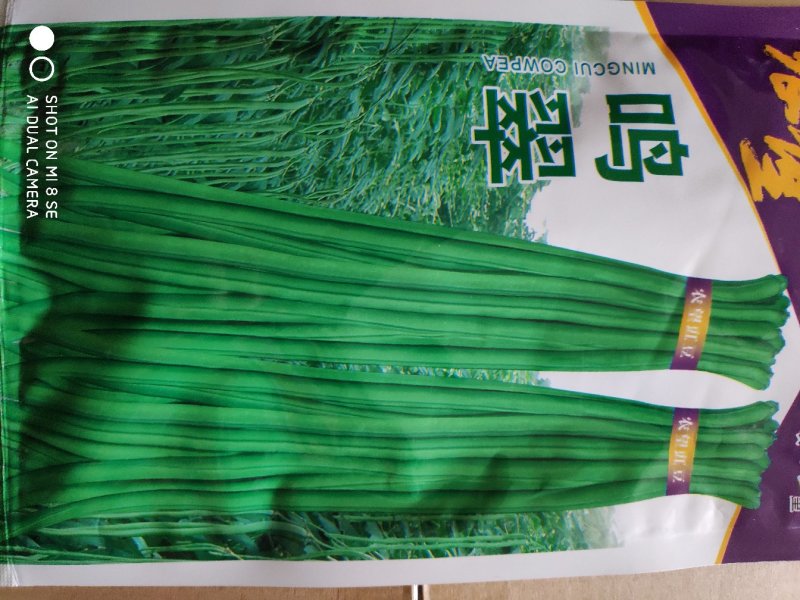 豆角种子(鸣翠长青豆角)