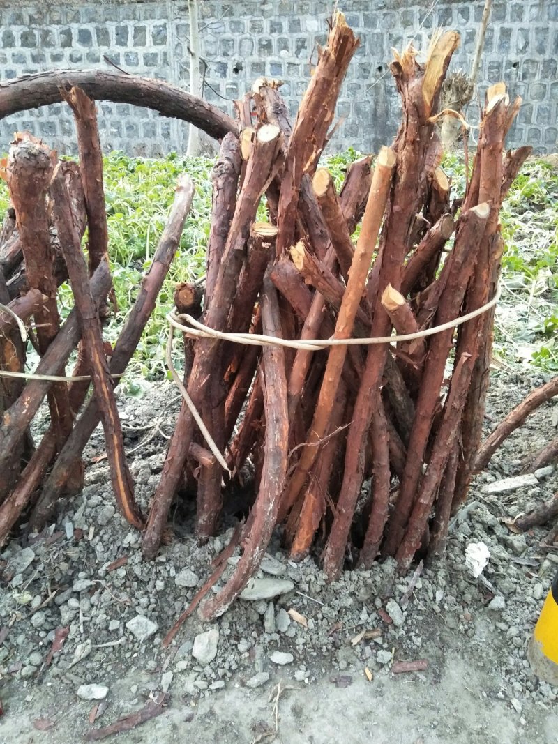 红刺藤