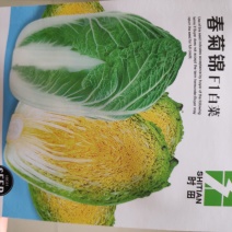 白菜种子(春菊锦F1白菜)