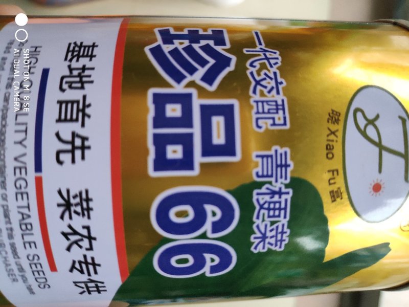 青梗菜种子(珍品66)
