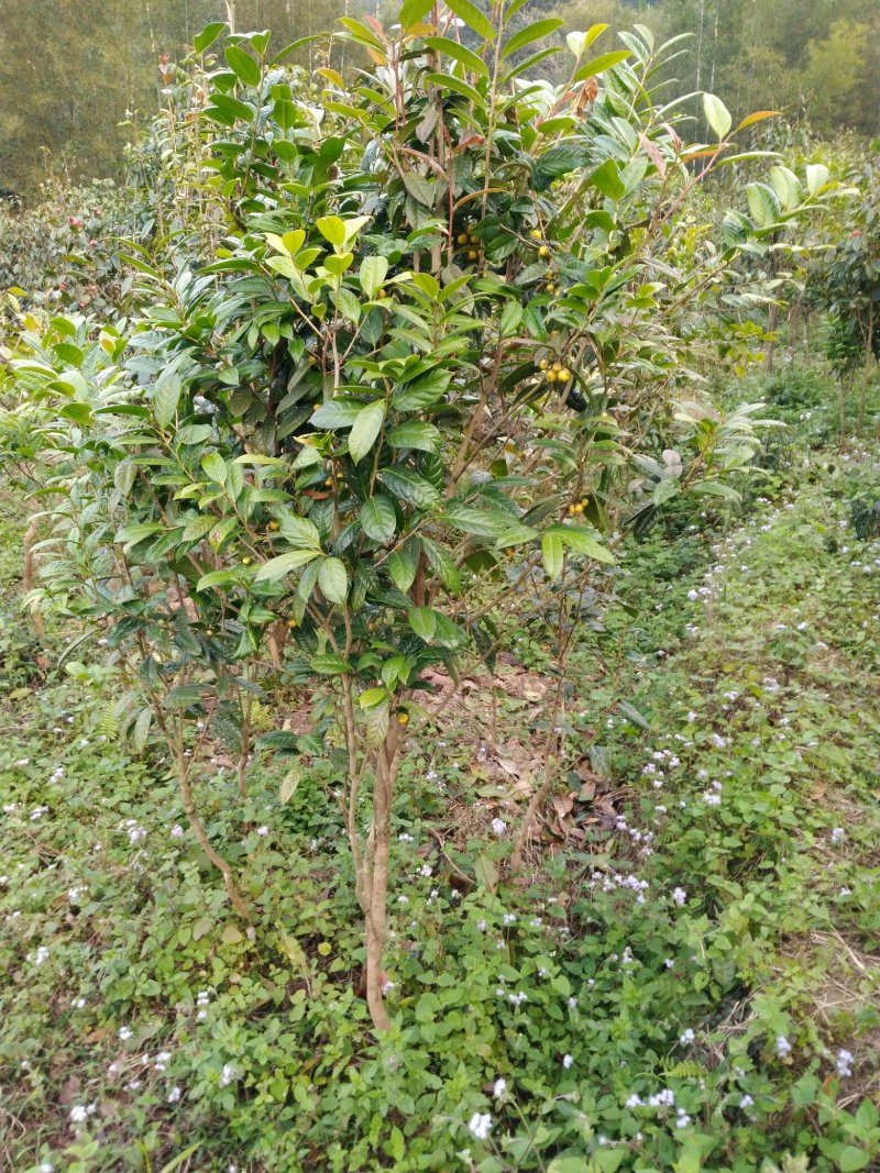 金花茶5一6年开花大苗，带土球。