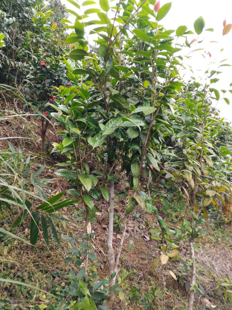 金花茶5一6年开花大苗，带土球。