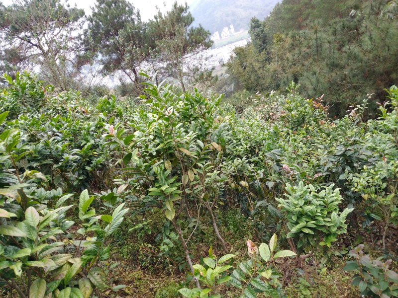 金花茶5一6年开花大苗，带土球。