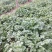 大叶香菜20厘米以下大量上市中，欢迎客商釆购！