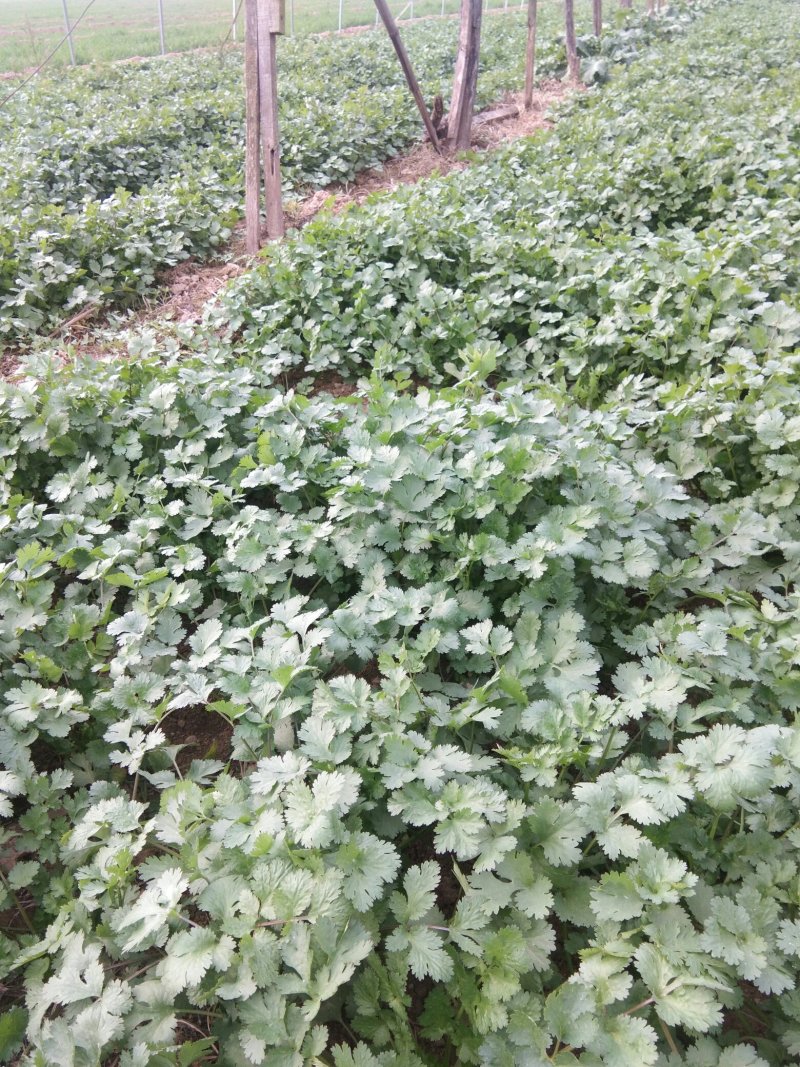 大叶香菜20厘米以下大量上市中，欢迎客商釆购！