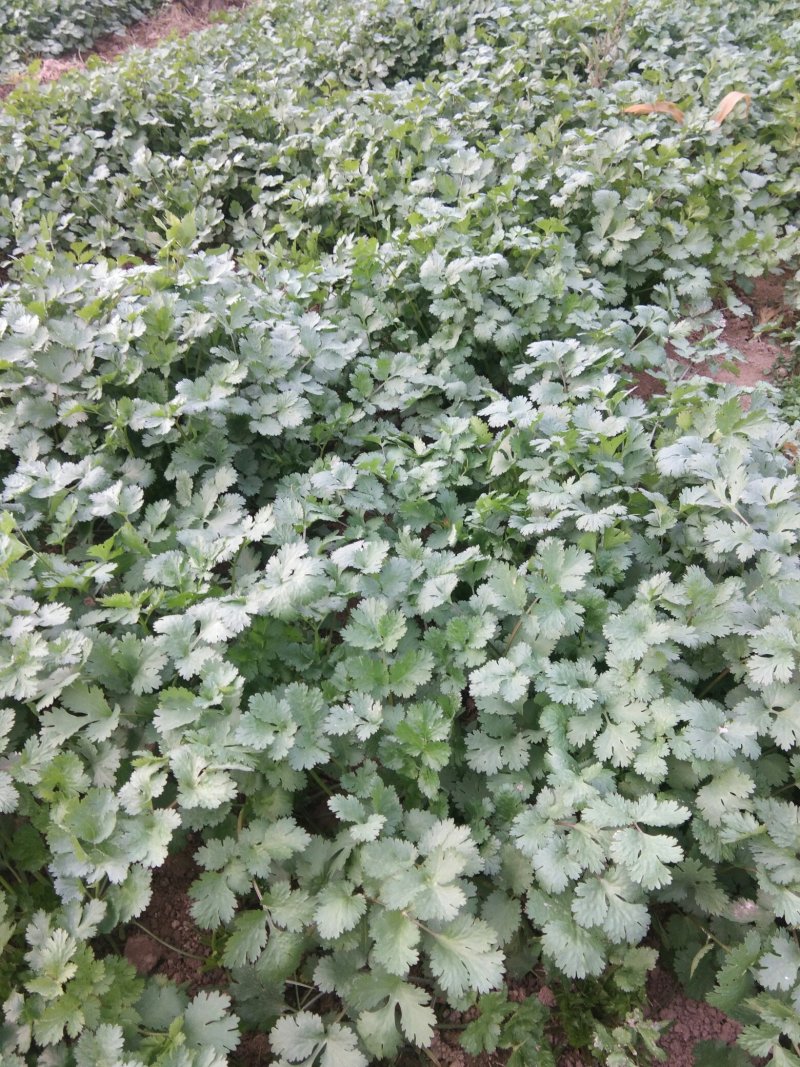 大叶香菜20厘米以下大量上市中，欢迎客商釆购！
