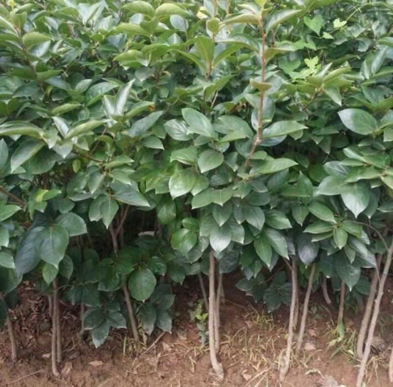 中华巨柿苗【大柿子品种，很甜，不涩，结果早】