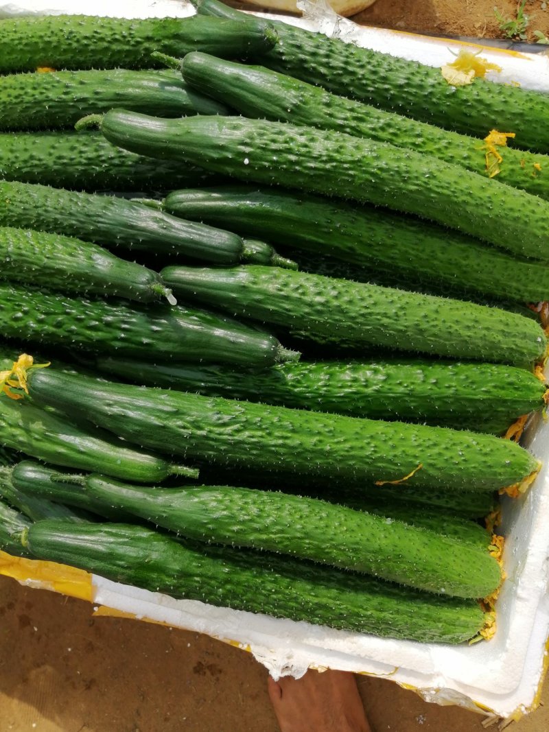 丝瓜直品责好，欢迎来选购，广西北海市银海区三合村