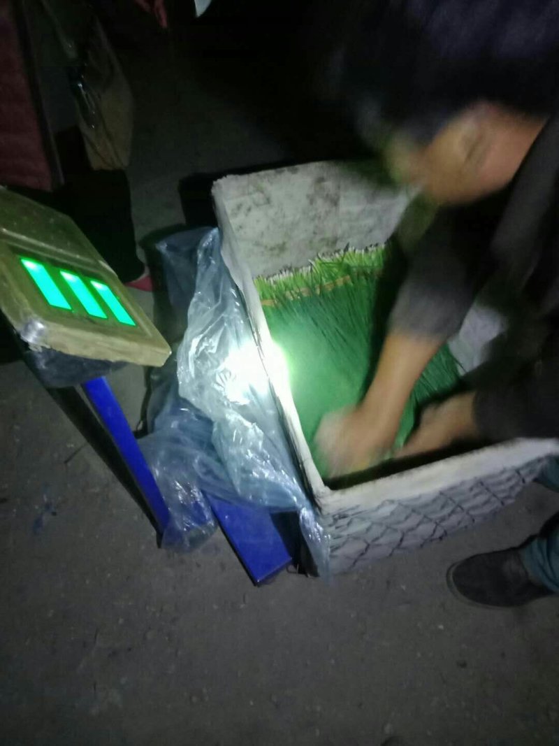 小葱