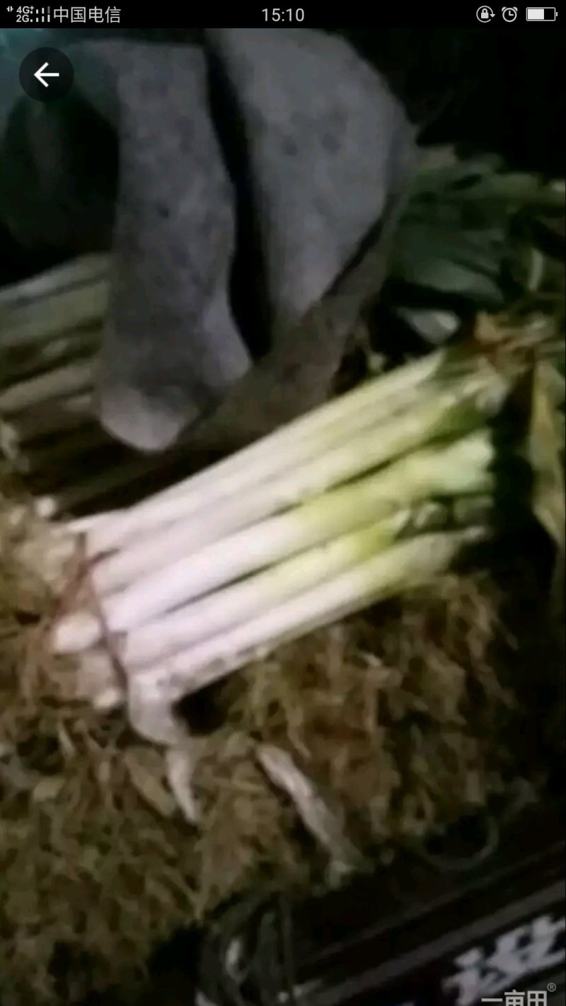 铁杆大葱